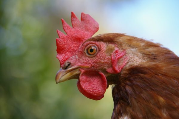 How Mimicking Owls and Chickens Can Help Your Neck Pain