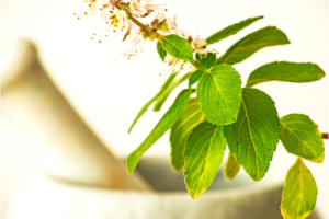 Holy Basil for adrenals